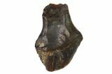 Partially Rooted Nodosaur Tooth - Judith River Formation #144848-1